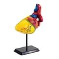 Miniatyrbild 1 av 4: Anatomisk modell Hjärta 14 cm 31 delar