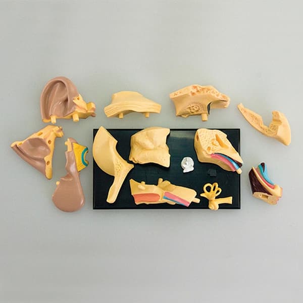 Anatomisk modell Öra 7,7 cm 14 delar
