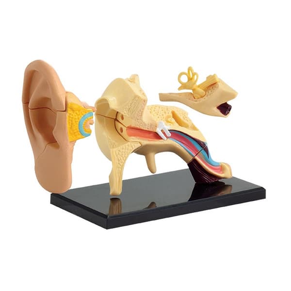 Anatomisk modell Öra 7,7 cm 14 delar