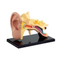 Miniatyrbild 1 av 3: Anatomisk modell Öra 7,7 cm 14 delar