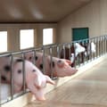 Miniatyrbild 3 av 4: Kids Globe Cow Barn 1:32