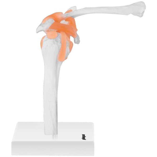 Physa Axel - anatomisk modell PHY-SJ-1