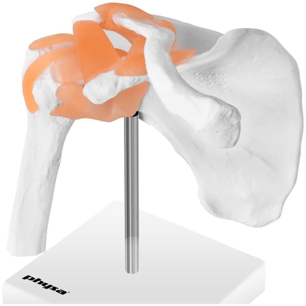 Physa Axel - anatomisk modell PHY-SJ-1