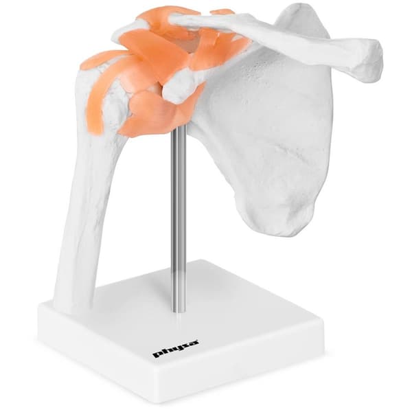 Physa Axel - anatomisk modell PHY-SJ-1