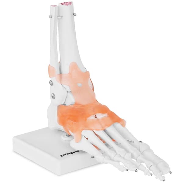 Physa Fot - anatomisk modell