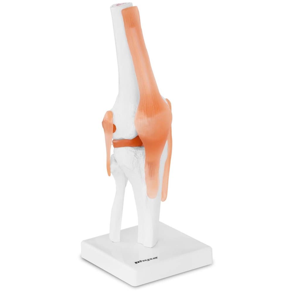 Physa Knä - Anatomisk modell