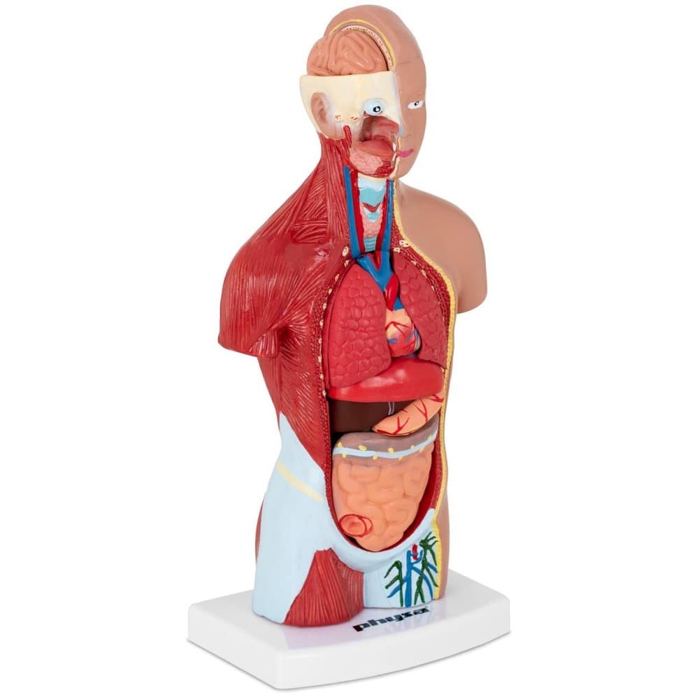Physa Torso - Anatomisk modell - Kan demonteras i 15 delar - Höjd 26 cm