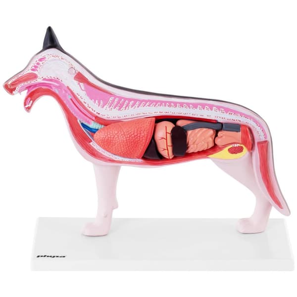 Physa Hund - Anatomisk modell - Inre organ