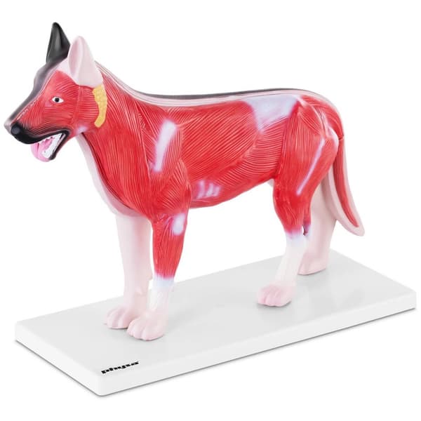 Physa Hund - Anatomisk modell - Inre organ