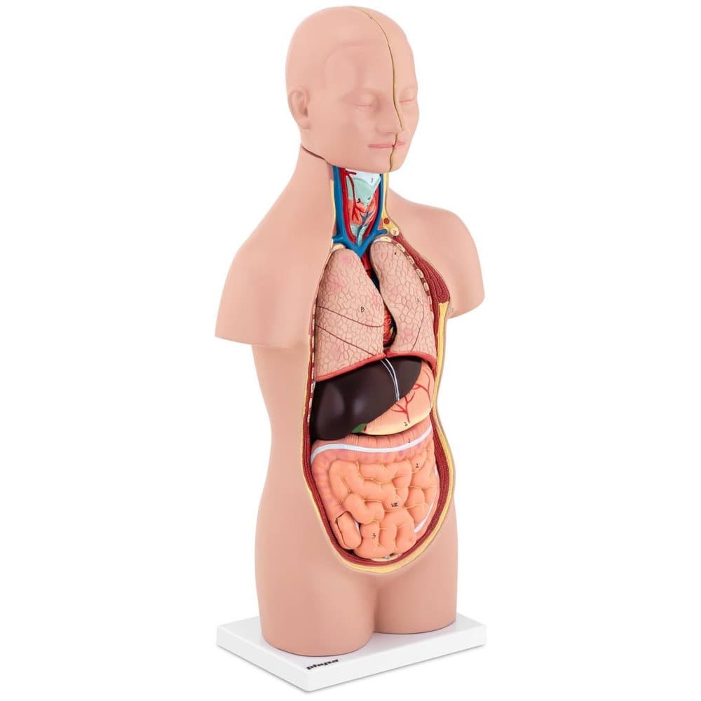 Physa Torso - Anatomisk modell - Unisex - 12 delar - 48 cm höjd