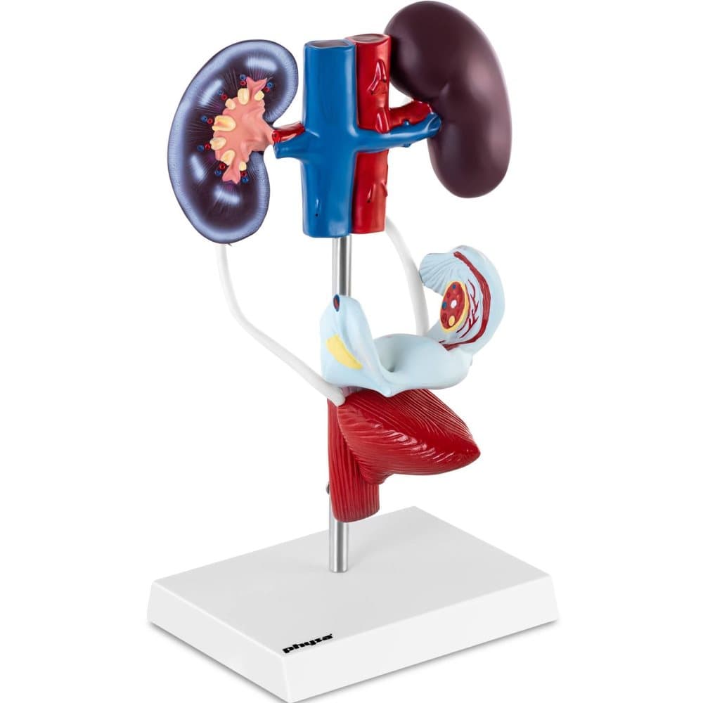Physa Anatomisk modell - Urogenitala systemet - Kvinnligt - Originalstorlek