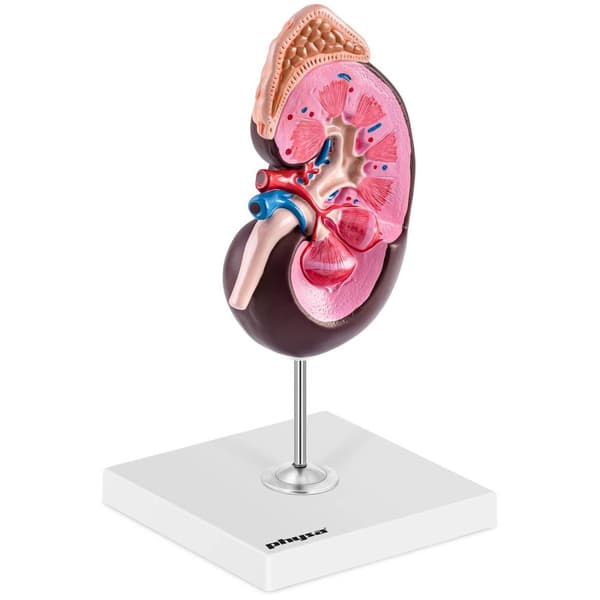 Physa Njure - Anatomisk modell - 1,5 gånger förstorad