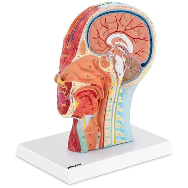 Physa Huvud och hals - Anatomisk modell - Mediansnitt - Originalstorlek