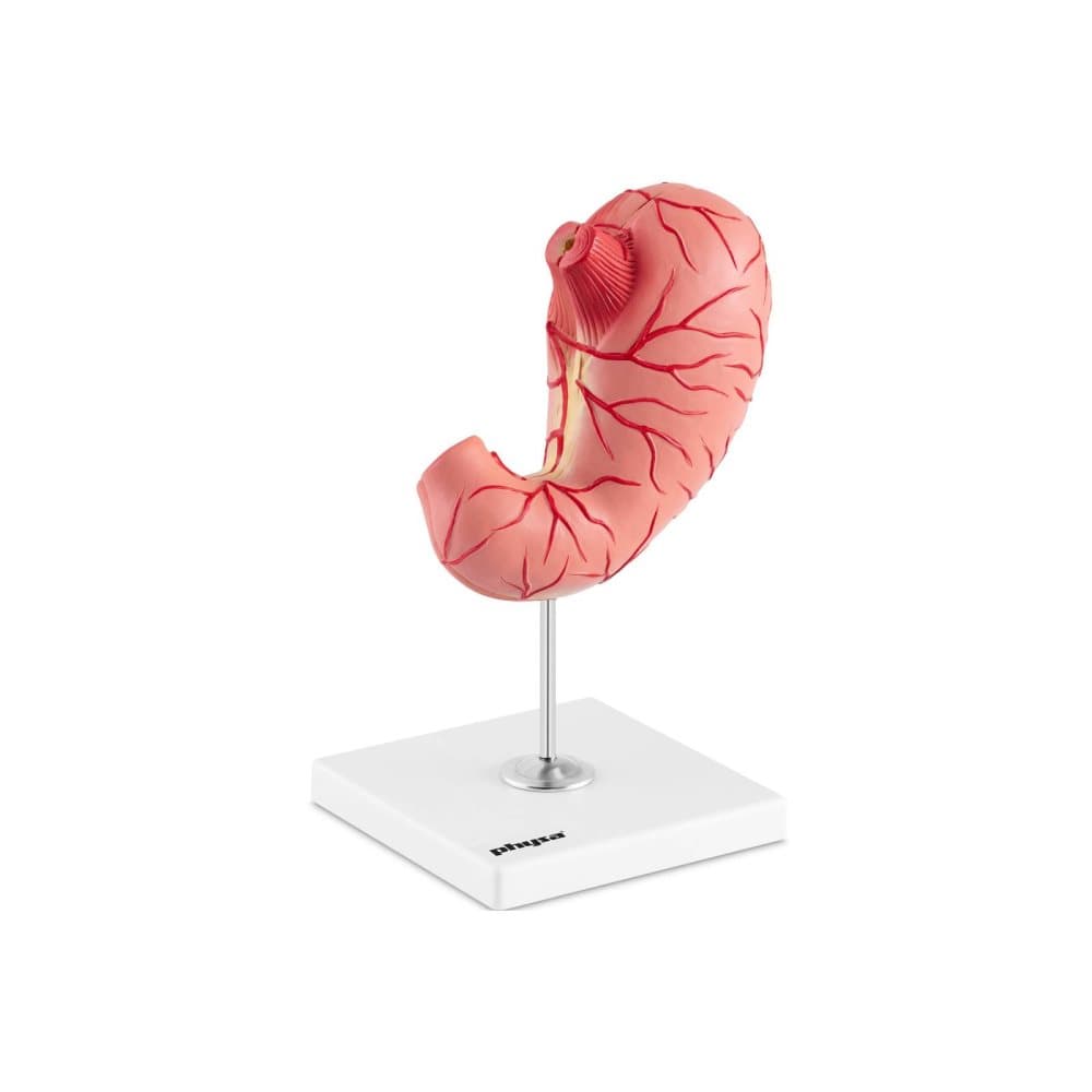Physa Magsäck - Anatomisk modell - 2 delar - Originalstorlek