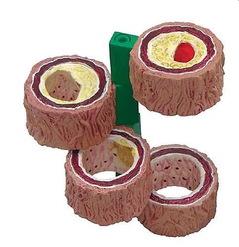 Arteriel model