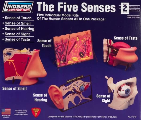 Plastmodel Lindberg - 5 sanser Berøring, Lugt, Høre, Syn, Smag.