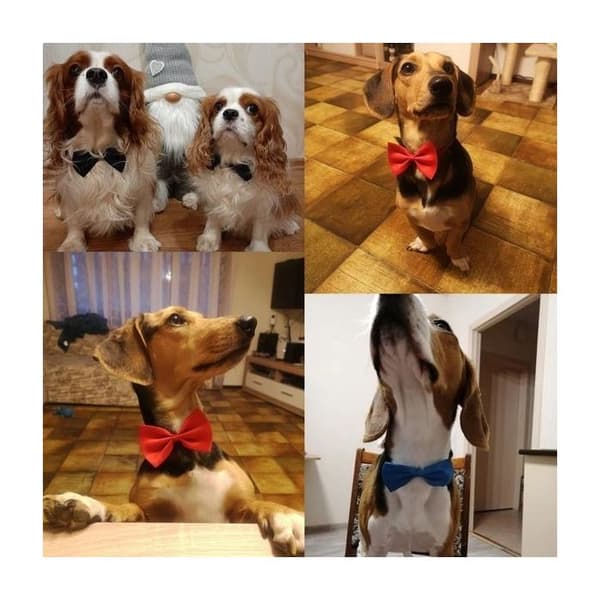 Fluga - Ej specificerad - Justerbar - Svart - För Hund och Katt - Accessoar för Utklädnad