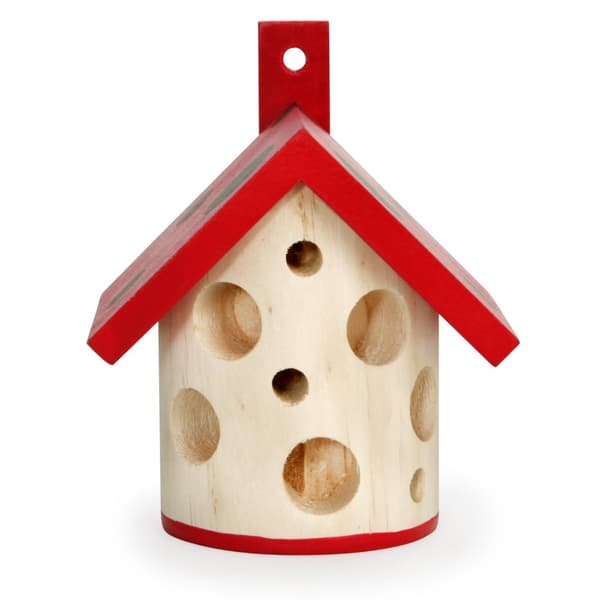 Ladybug House, Kikkerland