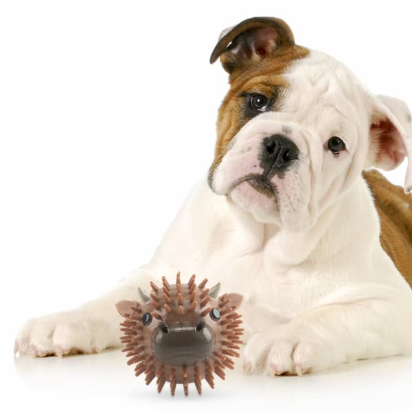 Cow Dog Ball Kobe