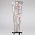 Miniatyrbild 11 av 11: Anatomiskt skelett med muskler - vit