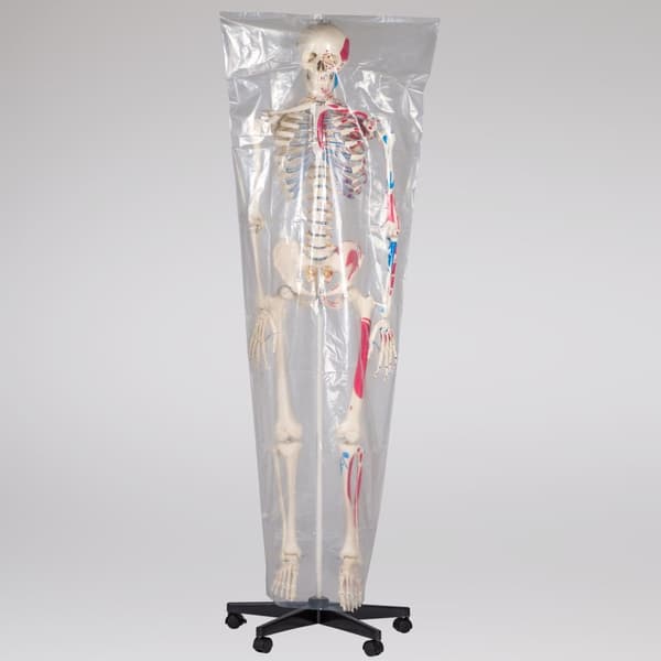 Anatomiskt skelett med muskler - vit