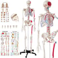 Miniatyrbild 1 av 11: Anatomiskt skelett med muskler - vit