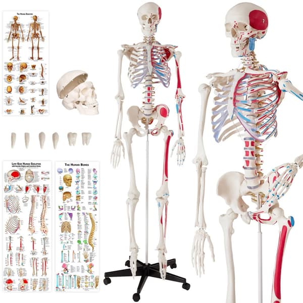Anatomiskt skelett med muskler - vit