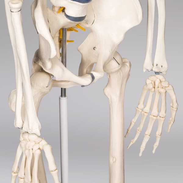 Anatomiskt skelett med muskel- och benmarkering - vit