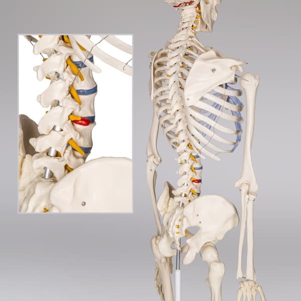 Anatomiskt skelett med muskel- och benmarkering - vit