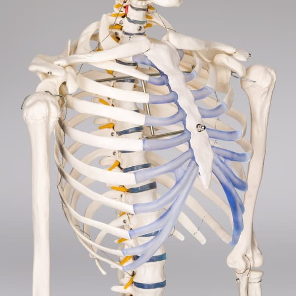 Anatomisk skelet - Modelstørrelse 181cm - hvid