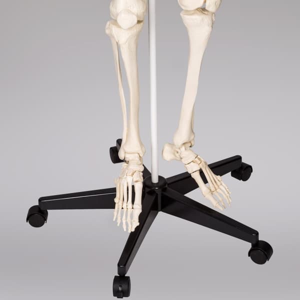 Anatomisk skelet - Modelstørrelse 181cm - hvid