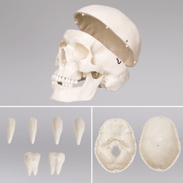 Anatomisk skelet - Modelstørrelse 181cm - hvid