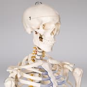 Anatomisk skelet - Modelstørrelse 181cm - hvid