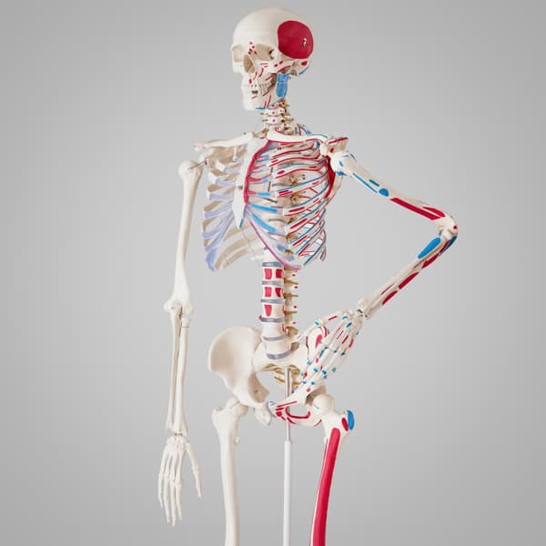 Anatomisk skelet med markering af muskler - hvid