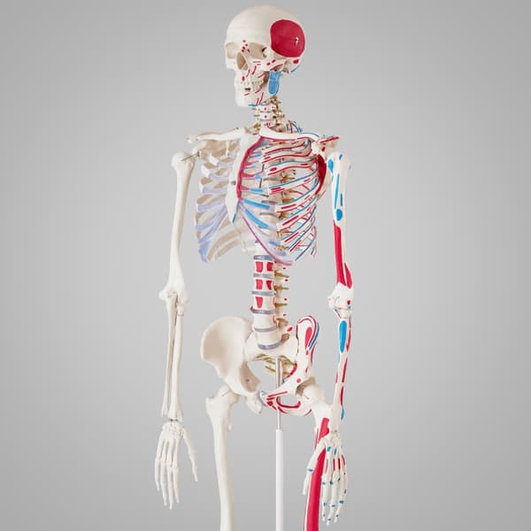 Anatomisk skelet med markering af muskler - hvid