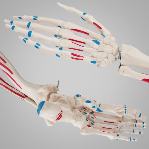 Anatomisk skelet med markering af muskler - hvid