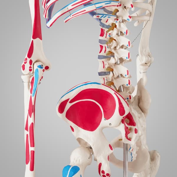 Anatomisk skelet med markering af muskler - hvid