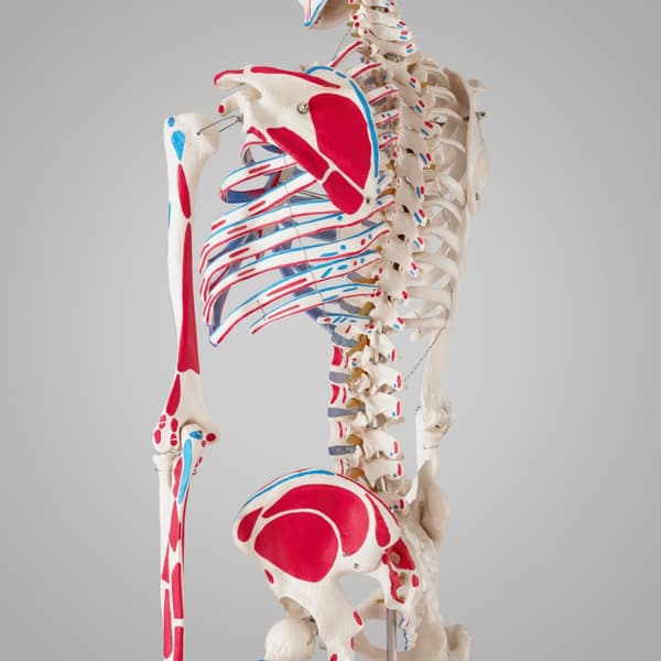 Anatomisk skelet med markering af muskler - hvid