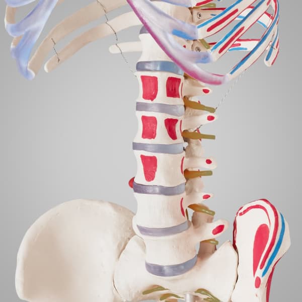 Anatomisk skelet med markering af muskler - hvid