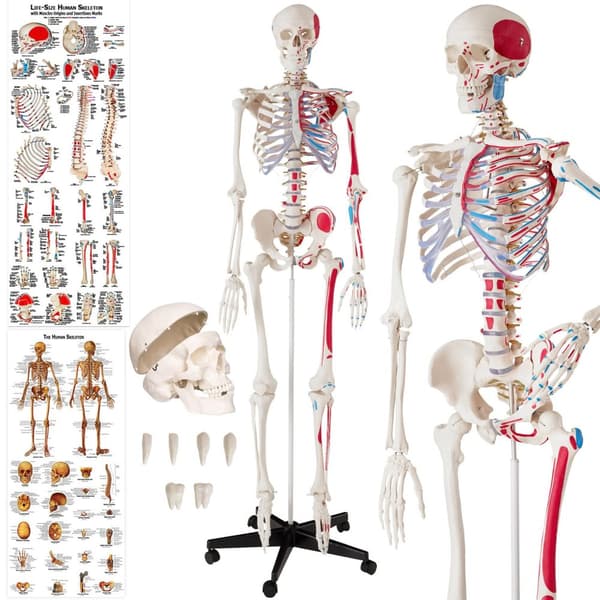 Anatomisk skelet med markering af muskler - hvid