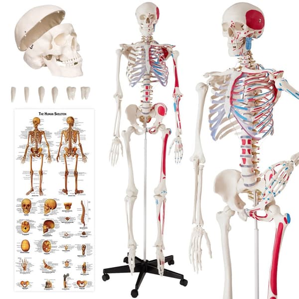 Anatomisk skelet med markering af muskler - hvid