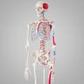 Miniatyrbild 4 av 11: Anatomiskt skelett med muskelmarkering - vit
