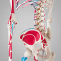 Miniatyrbild 6 av 11: Anatomiskt skelett med muskelmarkering - vit