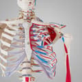 Miniatyrbild 8 av 11: Anatomiskt skelett med muskelmarkering - vit