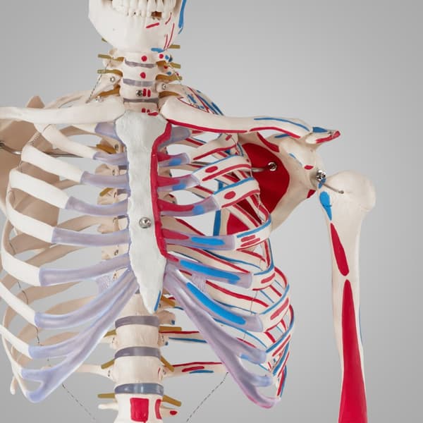 Anatomiskt skelett med muskelmarkering - vit