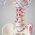 Miniatyrbild 9 av 11: Anatomiskt skelett med muskelmarkering - vit