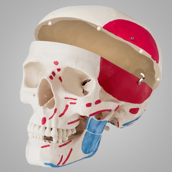 Anatomiskt skelett med muskelmarkering - vit
