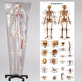 Miniatyrbild 11 av 11: Anatomiskt skelett med muskelmarkering - vit