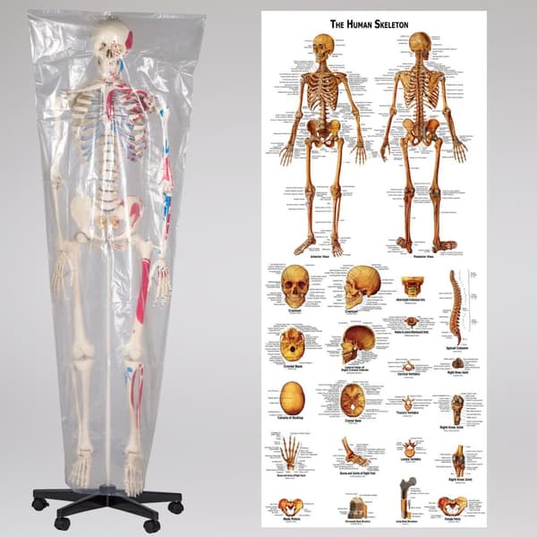 Anatomiskt skelett med muskelmarkering - vit