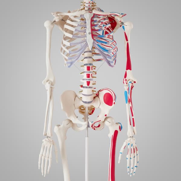 Anatomiskt skelett med muskelmarkering - vit